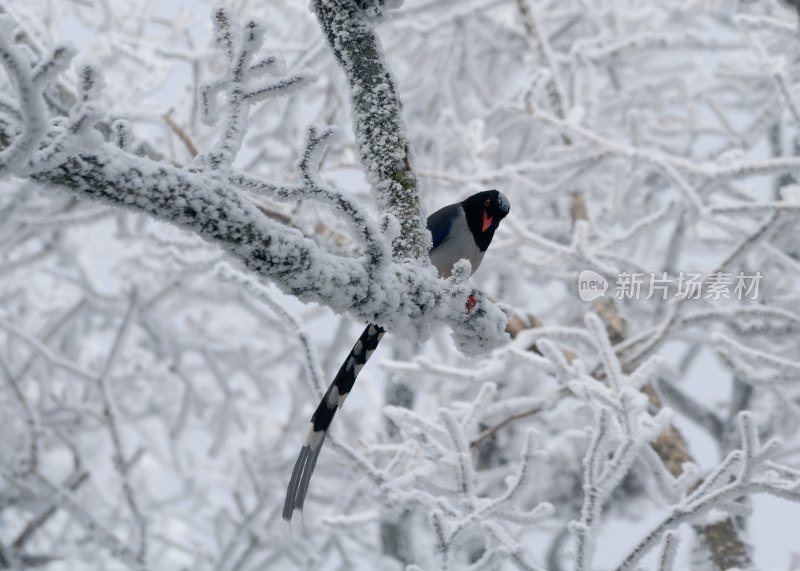 雪后树枝上的红嘴蓝鹊