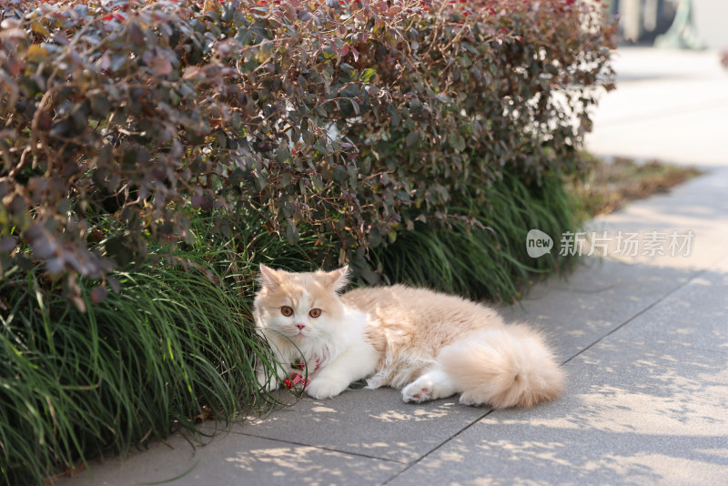 一只趴在地上的乳白英国长毛猫