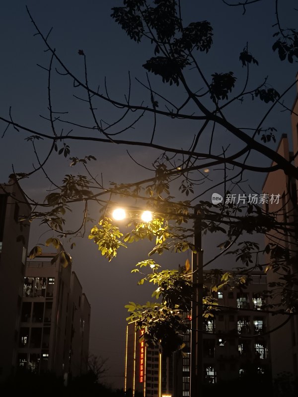 夜晚路灯下的小区树木剪影