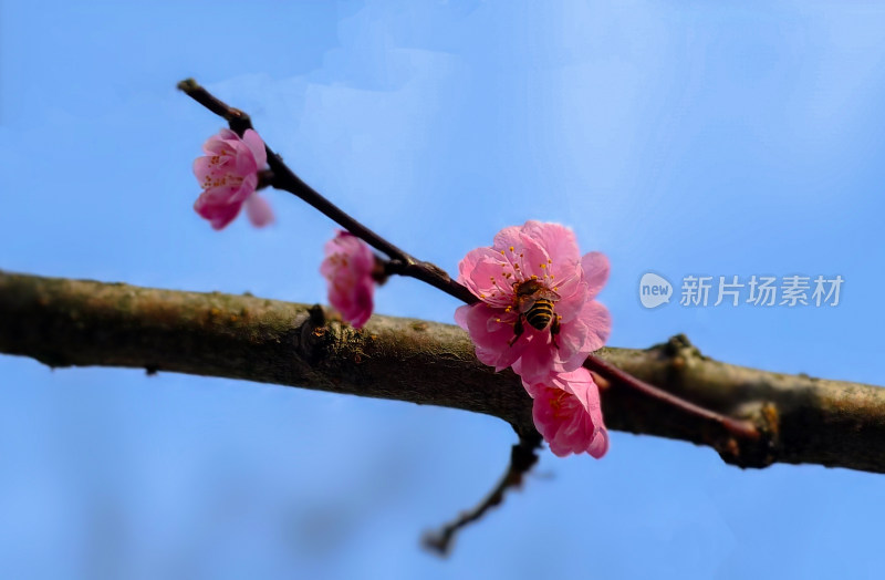 枝头蜜蜂采粉色樱花