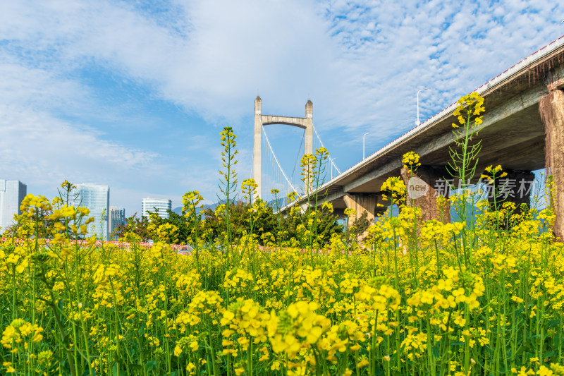 油菜花田旁的城市桥梁景观