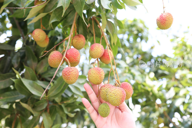 挂满荔枝的荔枝树
