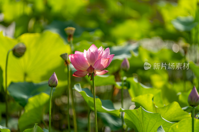 夏天荷花盛开特写