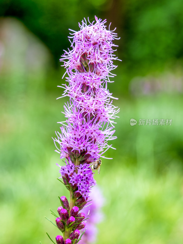 蛇鞭菊麒麟菊猫尾花开花微距特写