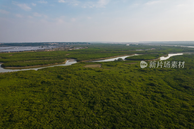 湛江高桥红树林保护区