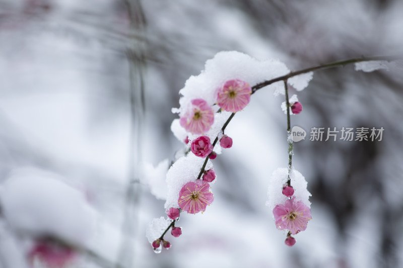 下雪天红梅花盛开