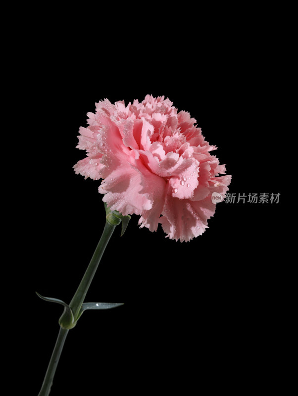 黑色背景上的一支粉色的母亲节鲜花康乃馨