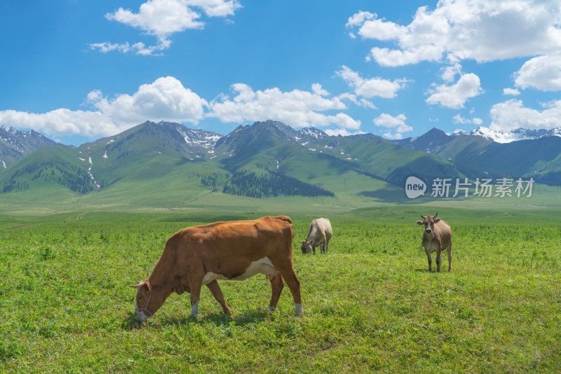 中国新疆伊犁那拉提草原自然风景