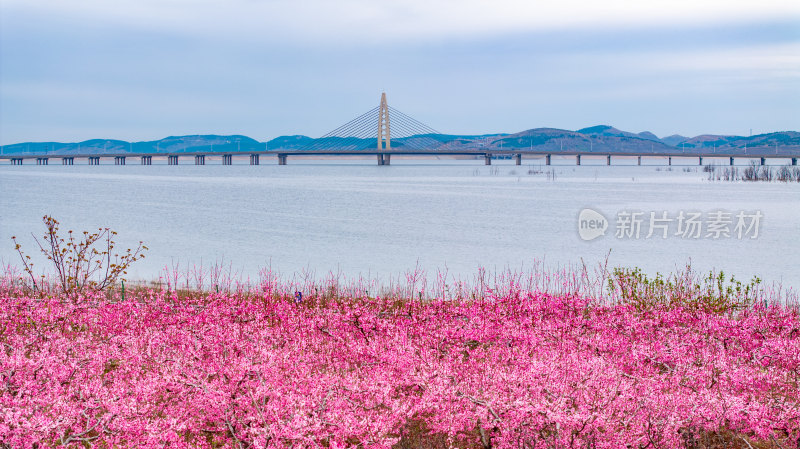 岩马水库大面积桃花