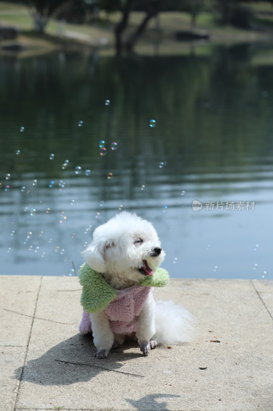 坐在公园湖边可爱的宠物狗比熊犬