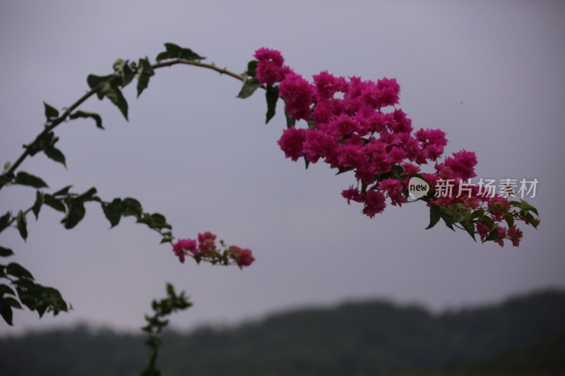 普洱市茶马古镇风景照片