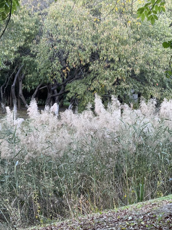 北京秋天植物