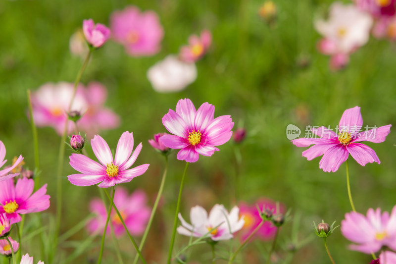 夕阳下的格桑花或波斯菊