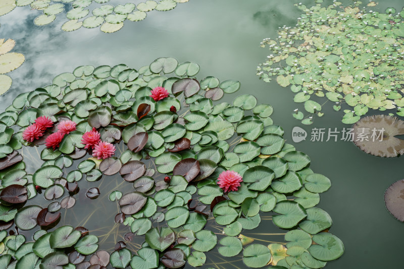 北京国家植物园睡莲