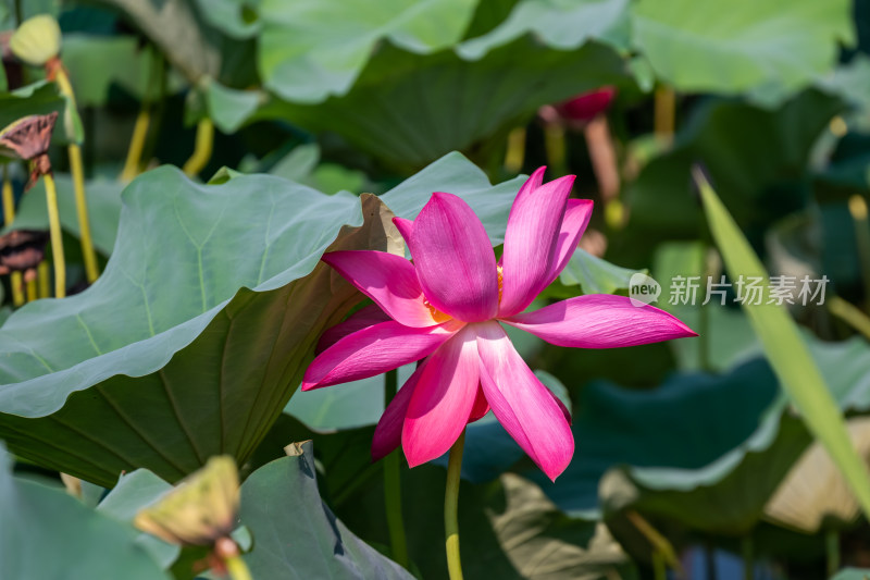 夏日池塘荷花