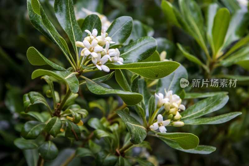 春天盛开的海桐花特写