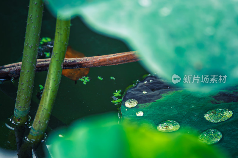 雨后荷叶上的露水珠