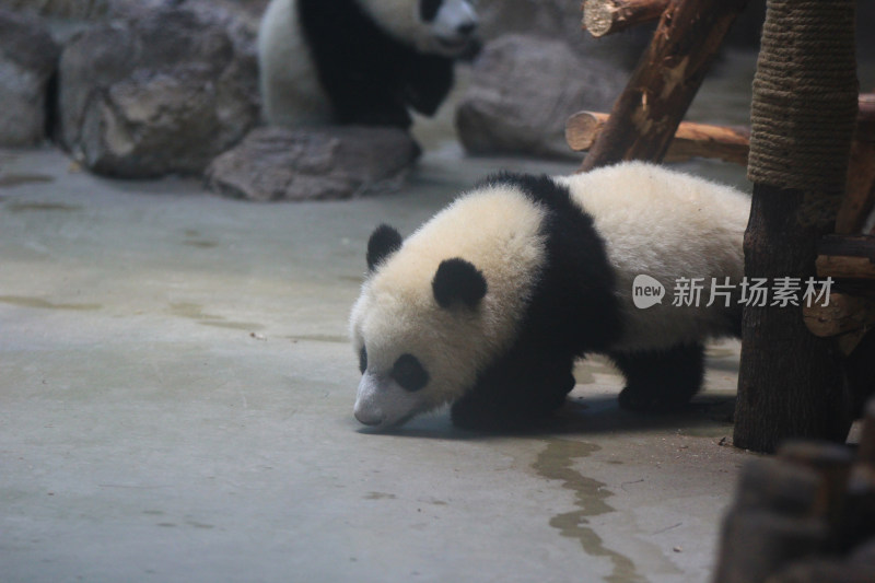 成都大熊猫繁育研究基地室内的熊猫宝宝