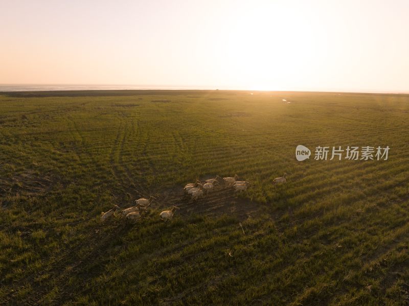 黄海野鹿荡中的野鹿