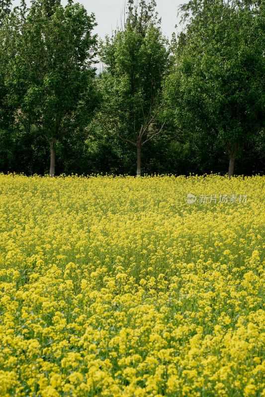 北京温榆河公园油菜花田