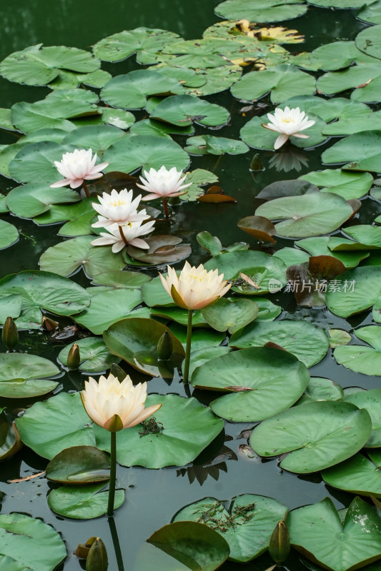 北京国家植物园睡莲