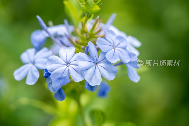 春天的蓝雪花特写