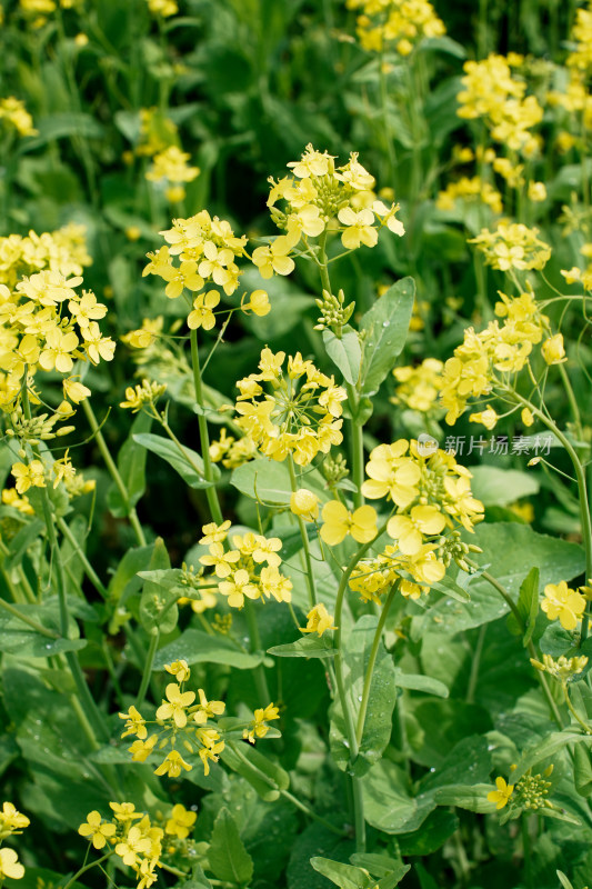 北京温榆河公园油菜花田