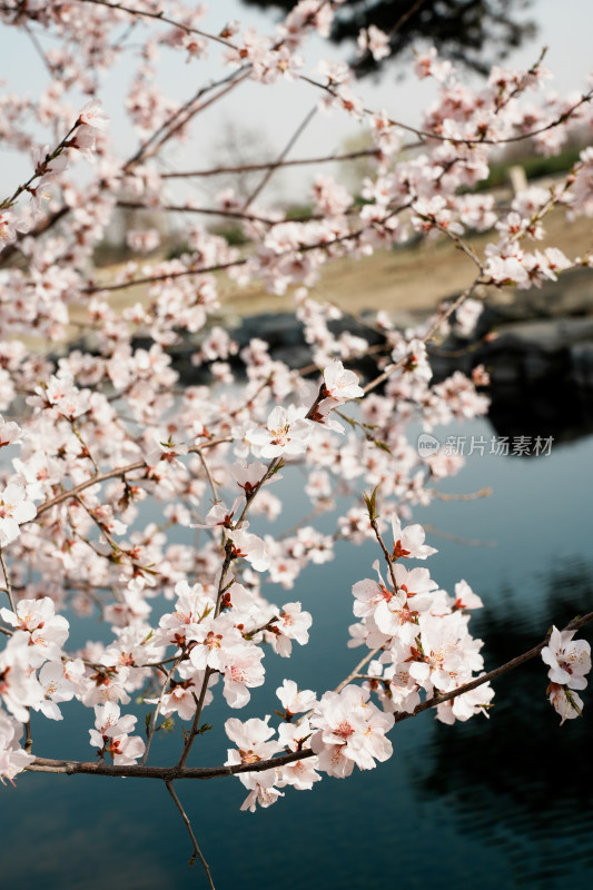 圆明园春天桃花桃树