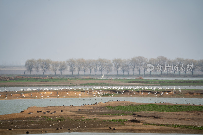 武汉东西湖府河湿地候鸟