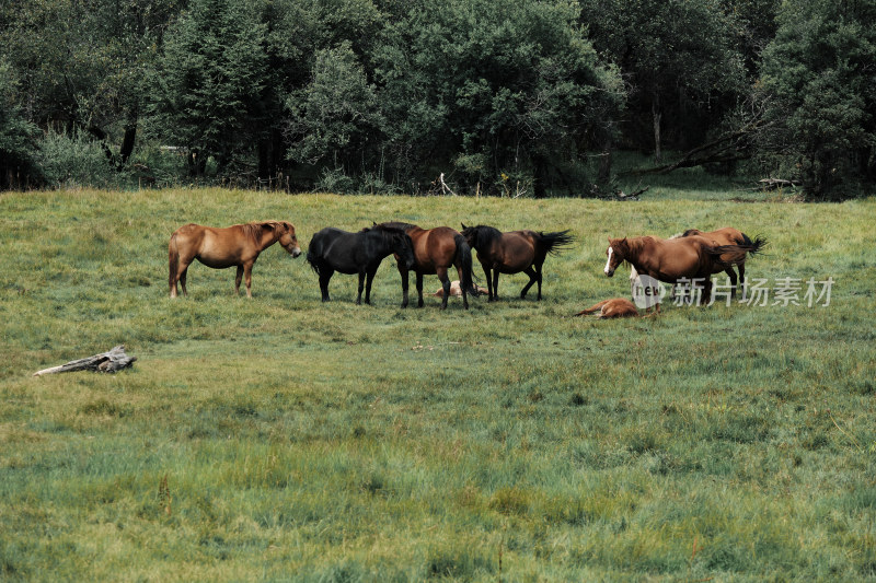 香格里拉纳帕海草原风景区的马群