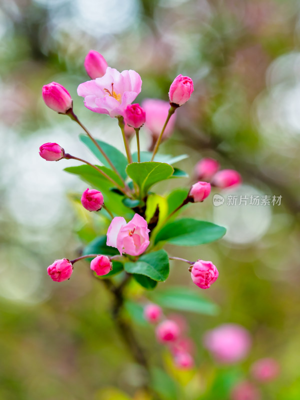 春天里的海棠花