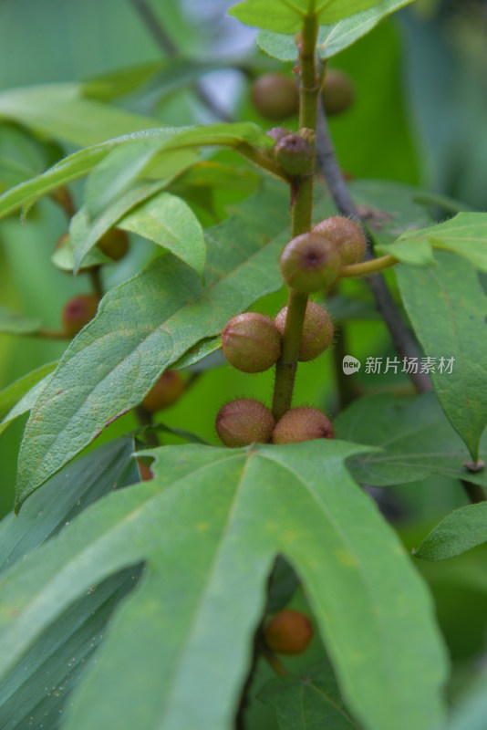 药用植物五指毛桃