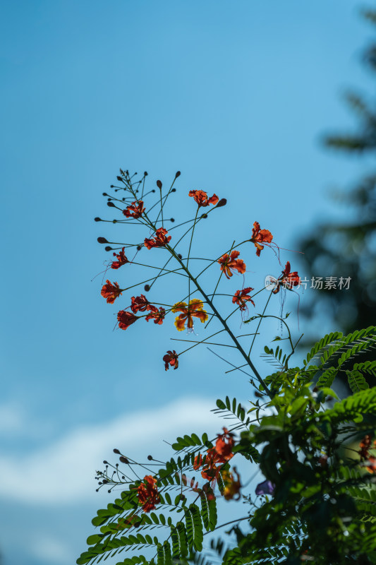 红花植物凤凰木