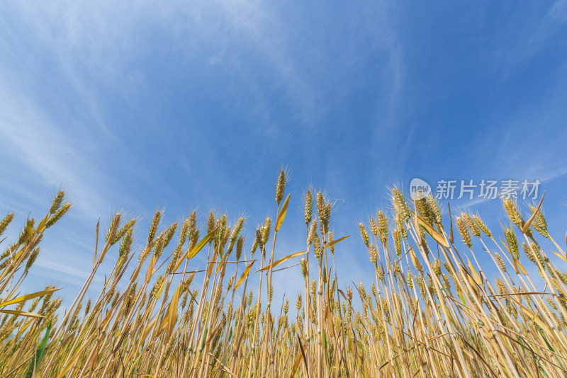 蓝天白云下田野里金色麦穗