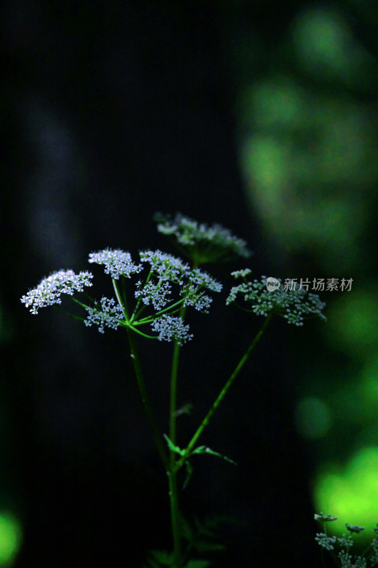 夏塔新疆伊犁草原的牛马和风