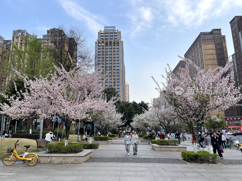 春日都市里的樱花盛景