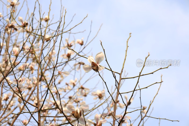 盛开的玉兰花