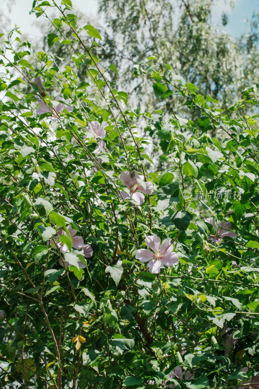 北京圆明园木槿花