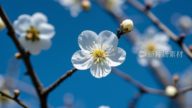 冬季梅花