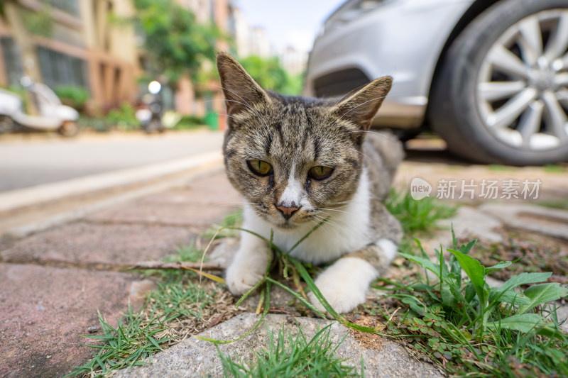 路边的小猫