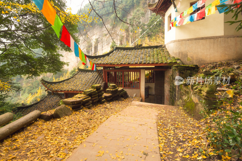 成都大邑白岩寺银杏