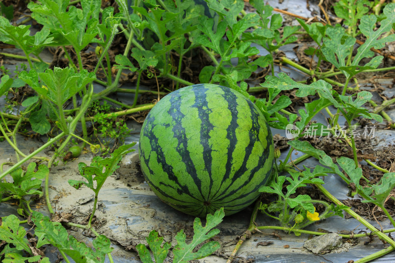 夏日农田地里成熟的西瓜果实