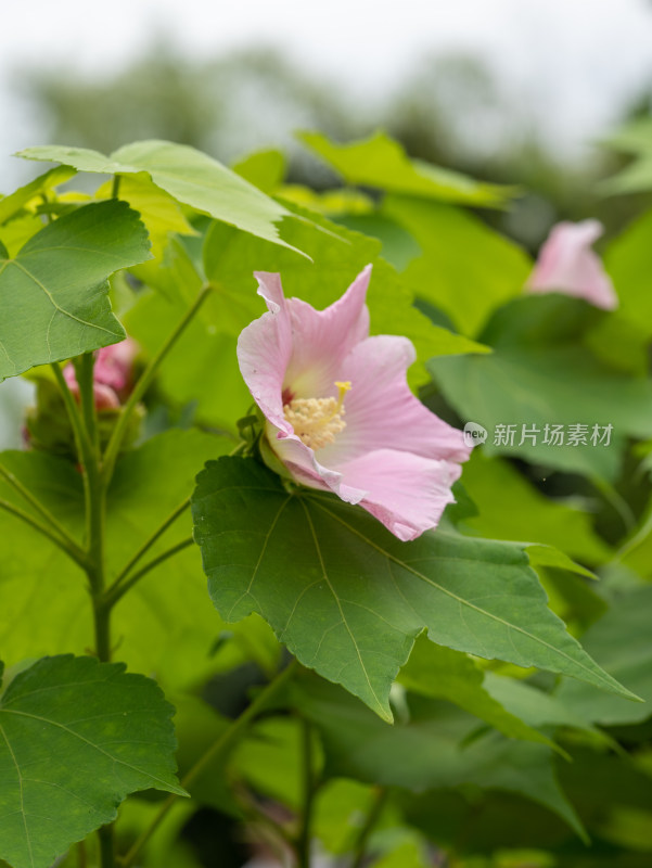 春天的木芙蓉开花特写