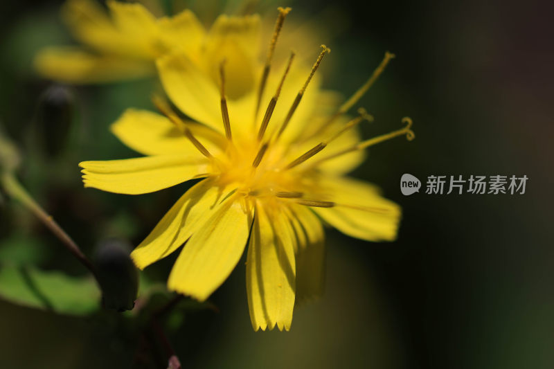 黄色花朵微距特写