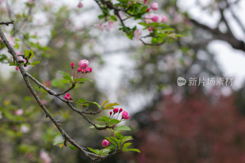  粉色海棠花枝招展的唯美景象