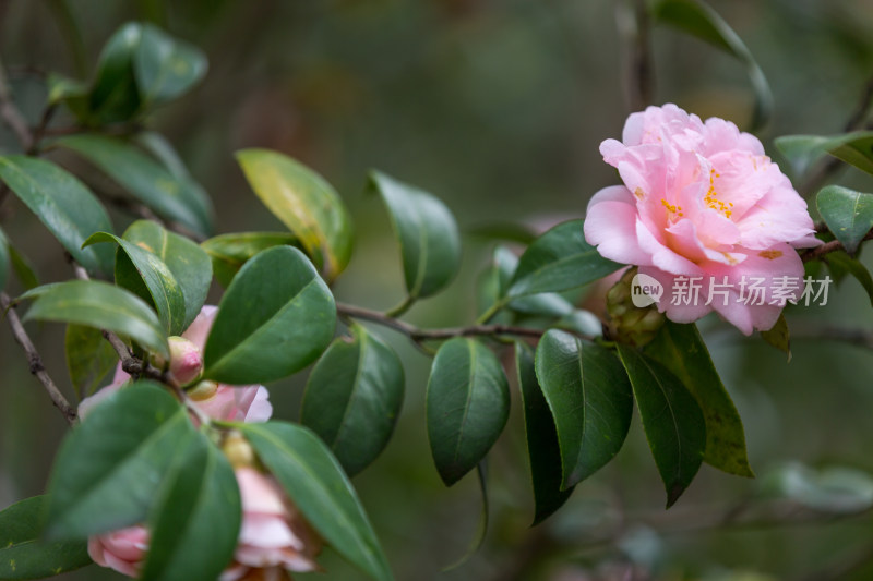 唯美盛开的牡丹花特写