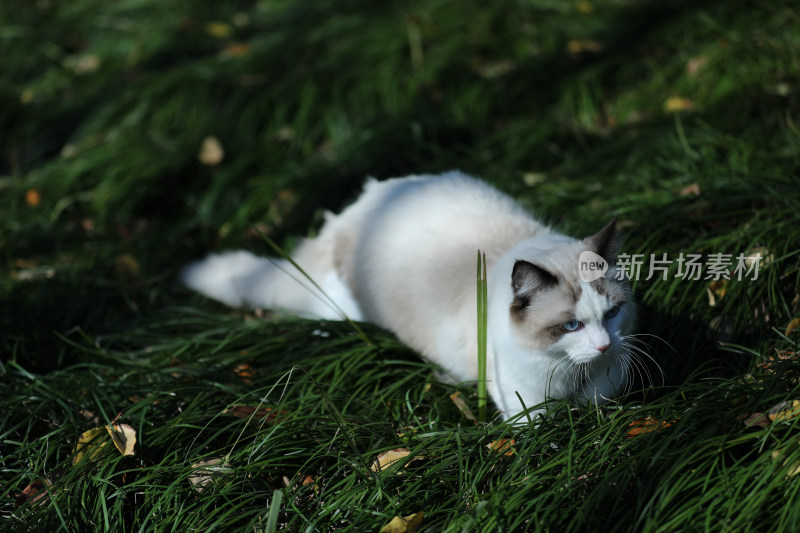 一片绿色草丛里的猫