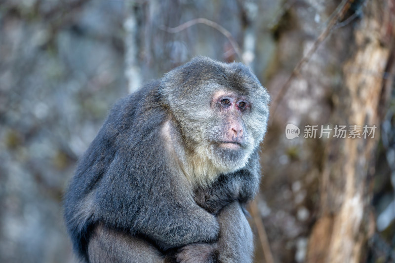 川西海螺沟的野生动物藏酋猕猴冬季特写