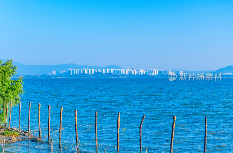 深圳湾公园海岸红树林与滨海城市风光