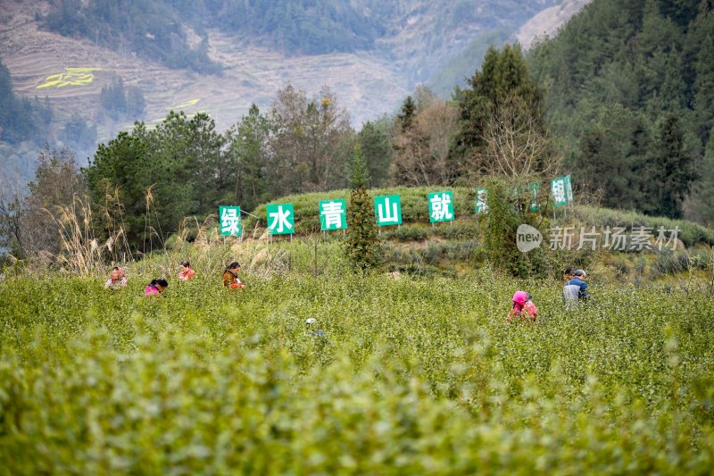 重庆酉阳：宜居贡茶采摘忙